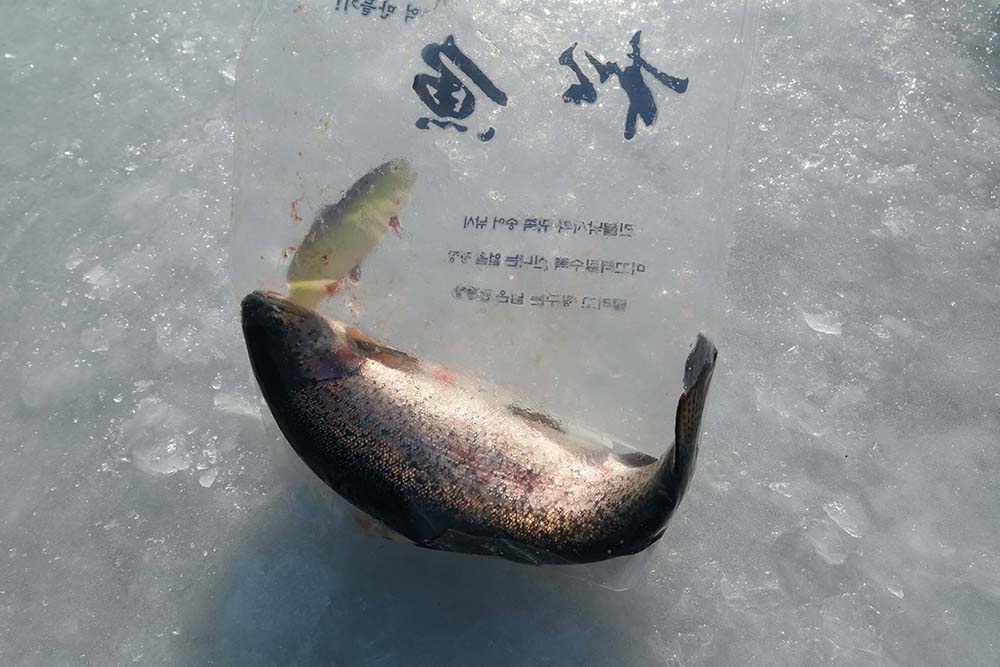 201920 Pyeongchang Trout Festival Shuttle Bus Package Trazy, Korea's