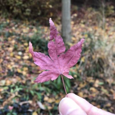 Photo review number 3907 from Mel A