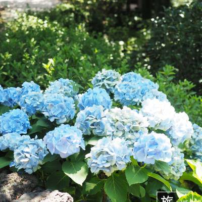 Photo review number 815 from Angela  H