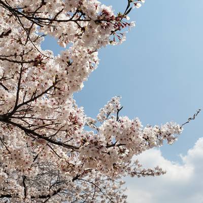 Photo review number 7596 from Ikram B