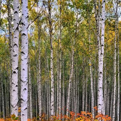 Photo review number 8978 from Shunyee W