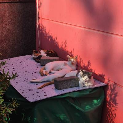 Photo review number 16982 from Inka Errendira F