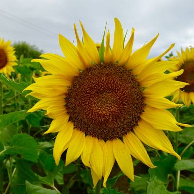 Photo review number 803 from Sonia B