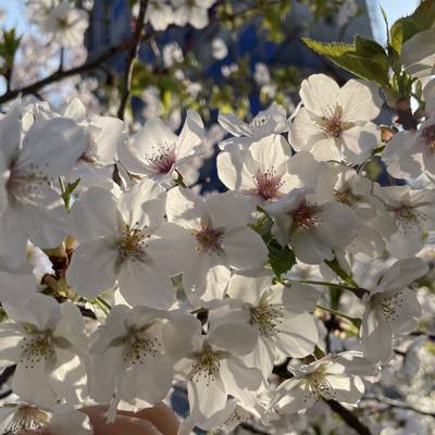 Photo review number 7630 from Dennis N