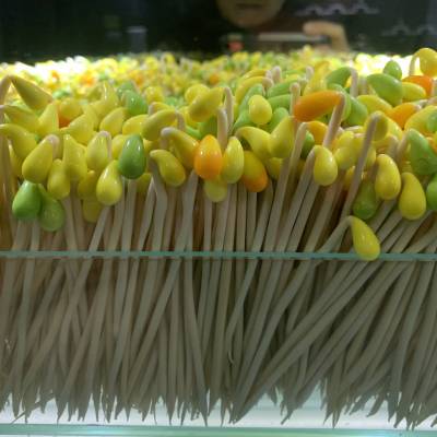 Photo review number 4381 from Mick M