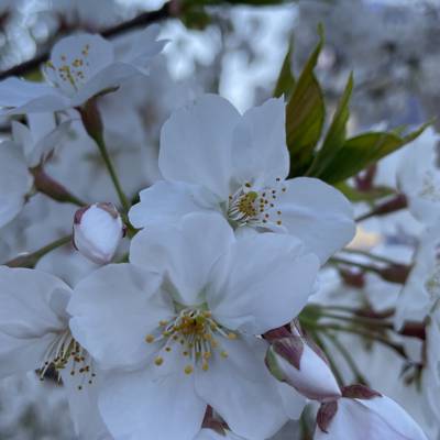 Photo review number 7631 from Dennis N