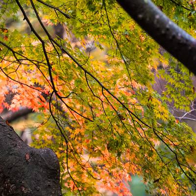 Photo review number 15531 from d_s_******@************
