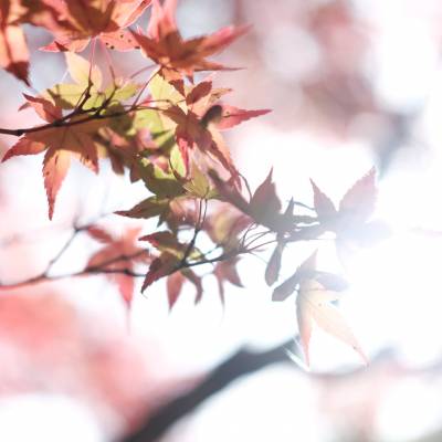 Photo review number 3546 from Jhelo C