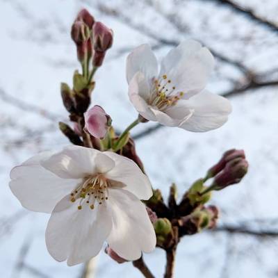 Photo review number 1792 from Stevan Lorens W