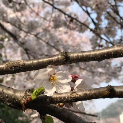 Photo review number 1835 from Yun Ting C